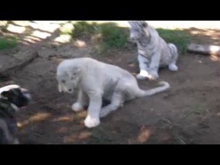 Бульдог играет с львом и тигром тигр лев львенок ливица собака собчак выборы майдан реклама секс порно порево инцест